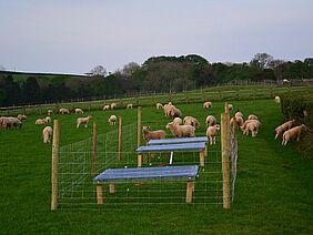 Des moutons dans une prairie