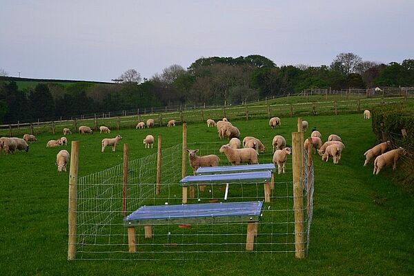 Des moutons dans une prairie