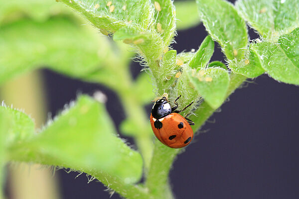 Coccinelle sur la feuille d'une pomme de terre, qui est infesté de poux.