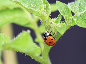 Coccinelle sur la feuille d'une pomme de terre, qui est infesté de poux.