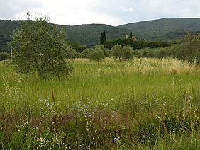 Olive trees can be seen scattered amongst tall green grain.