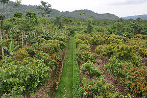 On the left, cacao trees are grown in an agroforestry system with, among others, banana trees, palm trees and timber trees; on the right, cacao trees are grown in a monoculture.