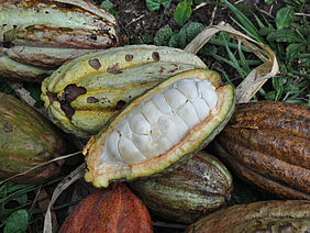 An open cacao bean lying on closed cacao beans