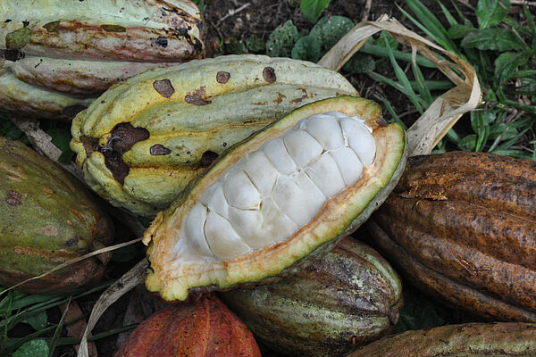 An open cacao bean lying on closed cacao beans