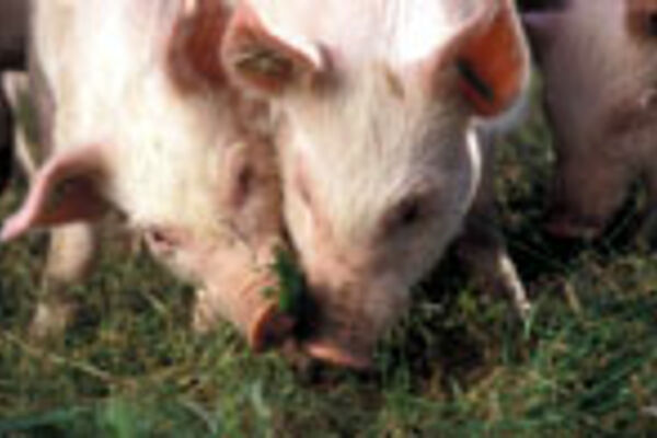 Ferkel im Auslauf