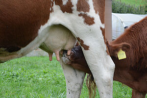 Nahaufnahme Kalb am Euter