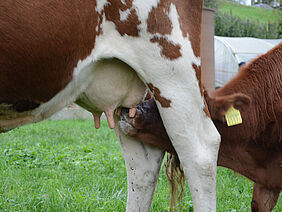 Nahaufnahme Kalb am Euter