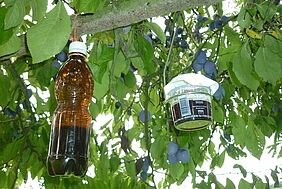 Flasche und Becher mit dunklem Inhalt in Zwetschgenbaum hängend