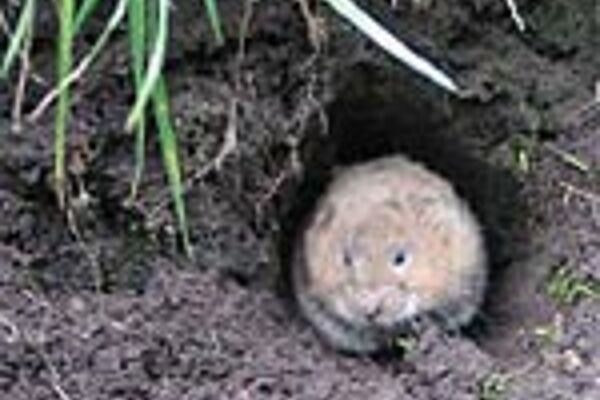 Schermaus