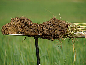 Soil on a spade