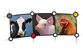 Key-visual Netzwerk Fokus Tierwohl