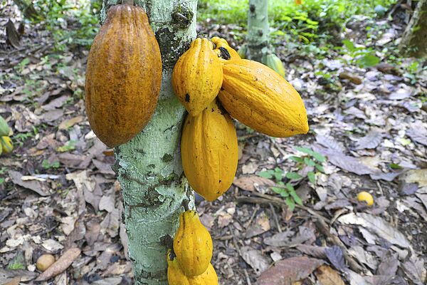 Healthy cocoa plant