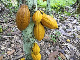 Healthy cocoa plant