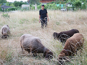 Aufnahme von Anet Spengler Neff. Sie steht auf einem Feld. Um sie herum ist ihre Schafherde.