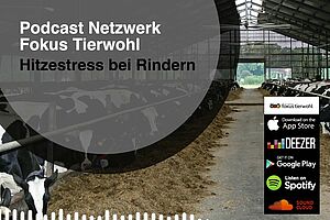 Podcast Hitzestress bei Rindern