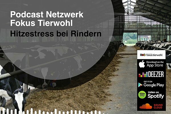 Podcast Hitzestress bei Rindern