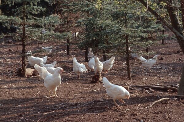 Masthähnchen im Auslauf