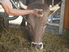 Kuhkopf, an dem eine Person ein Bolzenschussgerät ansetzt.