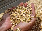 A hand with harvested cereal and grain legumes
