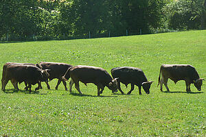 5 cows in a row on a field