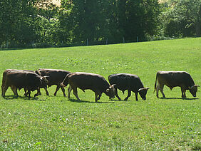 5 cows in a row on a field