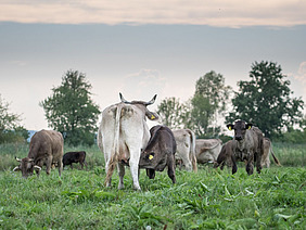Rinder auf der Weide.