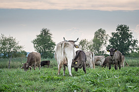 Rinder auf der Weide
