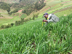 A man squatting in a wheat field.