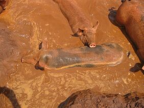 Pigs taking a bath in the mud.