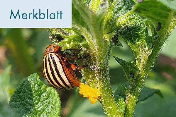 Titelfoto: Kartoffelkäfer.