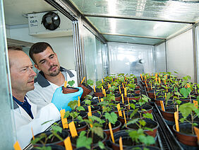 Mitarbeiter im Labor bebetrachten Jungpflanzen