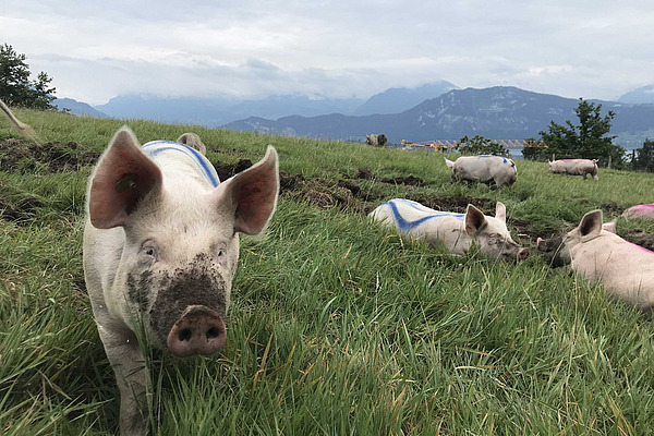 Schweine auf einer Weide.