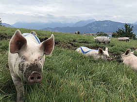 Schweine im Projekt "SchweinErleben" nutzen eine Weide mit Auslauf in naturnaher Umgebung. Die Tiere grasen, ruhen und erkunden die Fläche selbstständig und veranschaulichen damit natürliche Verhaltensweisen, die im Forschungsprojekt zur tiergerechten Schweinehaltung untersucht wurden.
