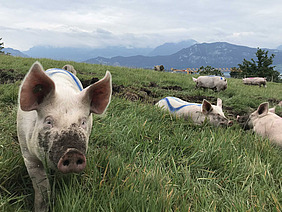 Schweine im Projekt "SchweinErleben" nutzen eine Weide mit Auslauf in naturnaher Umgebung. Die Tiere grasen, ruhen und erkunden die Fläche selbstständig und veranschaulichen damit natürliche Verhaltensweisen, die im Forschungsprojekt zur tiergerechten Schweinehaltung untersucht wurden.