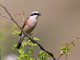 Oiseau sur une branche