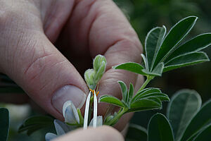 Hands with tweezers on a lupine