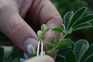 [Translate to Italienisch:] Hände mit Pinzette an einer Lupine