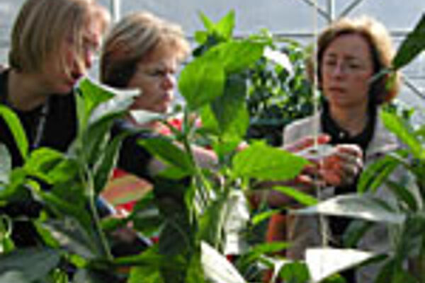 Versuchsanstellerinnen im Gewächshaus