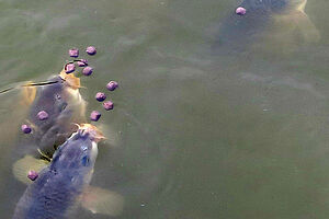 Fish in the water snatching at little balls of fish feed