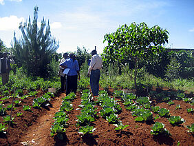 Kenia: Feld mit Mais-Gemüse-Fruchtfolgen