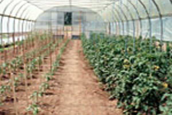 Gewächshaus mit Paprika (links) und Tomaten (rechts)