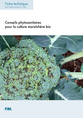 Conseils phytosanitaires pour la culture maraîchère bio