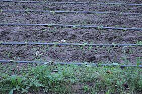 Vegetable field