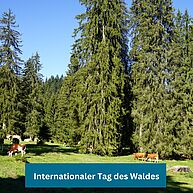 Wiese mit Kühen und vielen Tannenbäumen.