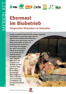 Cover: Merkblatt Ebermast im Biobetrieb