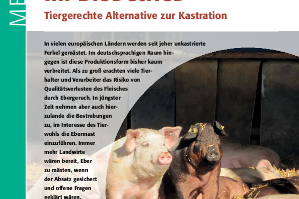 Cover: Merkblatt Ebermast im Biobetrieb
