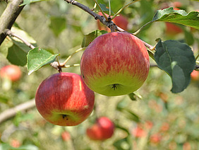 Äpfel an einem Baum.