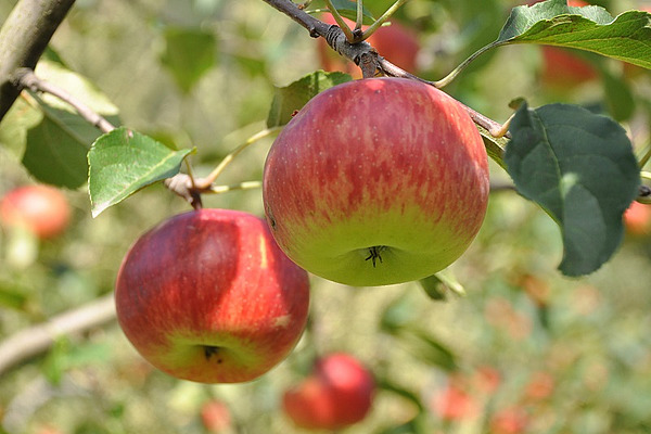 Äpfel an einem Baum.
