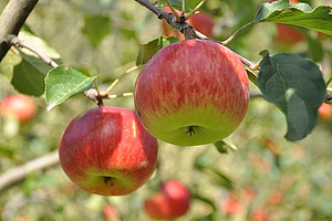 Äpfel an einem Baum.