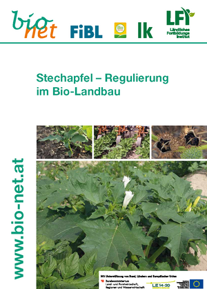 Stechapfel – Regulierung im Biolandbau